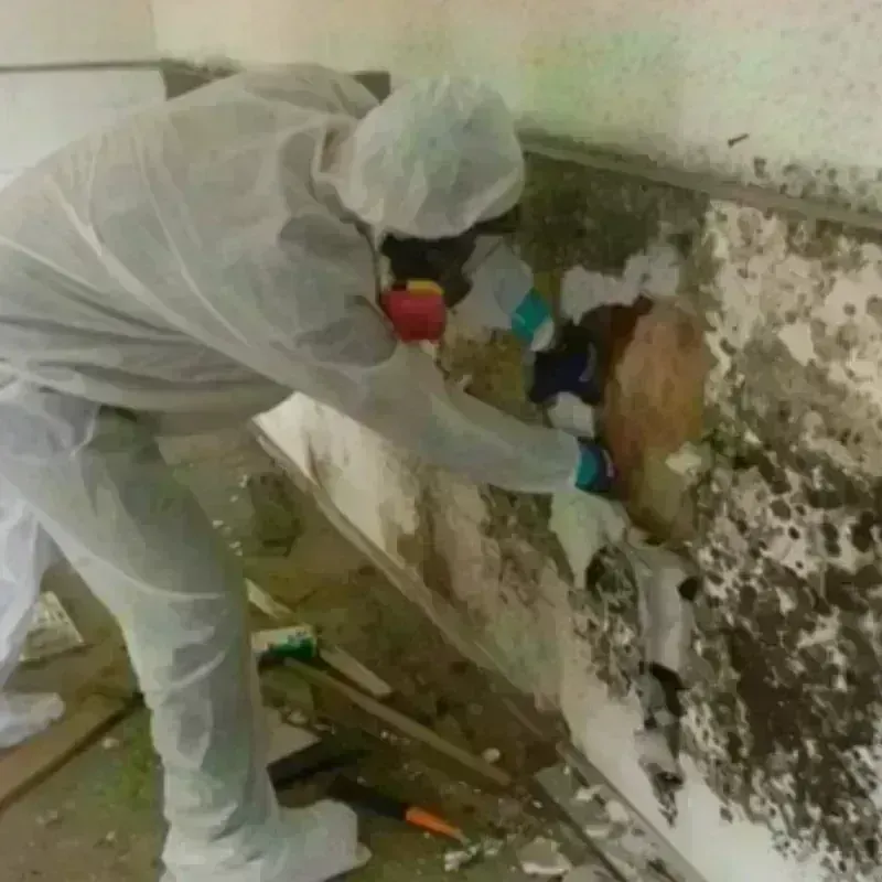 Mold Remediation and Removal in Parke County, IN